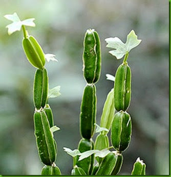 Cissus cactiformis 1