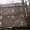 Prunus avium (5).JPG