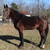 offered-stud