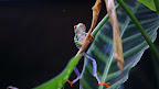 Sprachaufenthalt Monteverde