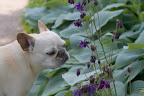 Here are some Aquilegia, or Columbine.  They are hardy perennials, despite their delicate appearance.