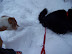 Playing in the Snow
