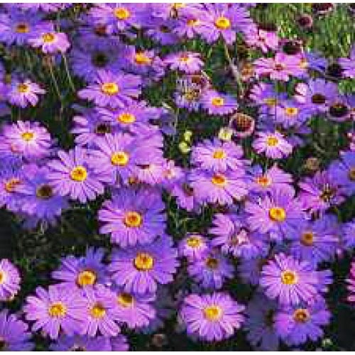 [Swan-River-Daisy3.jpg]