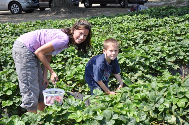 [Strawberry%2520Picking%2520May%25202011%252012%255B2%255D.jpg]