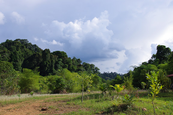 Reforestation. Carbets de Coralie (Petit Yaoni), 29 octobre 2012. Photo : J.-M. Gayman