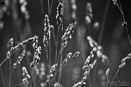 bw_20111111_grass