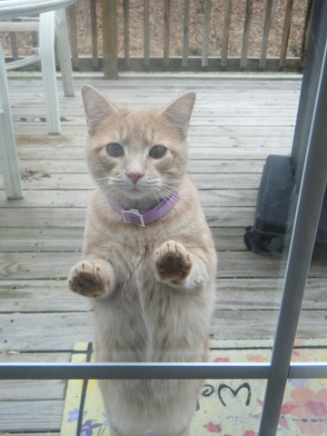 [stupid%2520cat%2520002%255B3%255D.jpg]