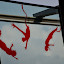 DSC_0079.JPG