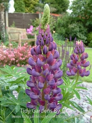 [Lupin%2520Photo%255B2%255D.jpg]