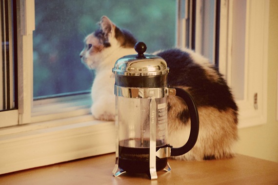 [cat%2520window%2520faded%255B2%255D.jpg]