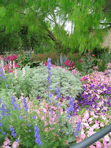 Another view of the entry bed. More petunias, old fashioned poppies, larkspur, and artemisia.