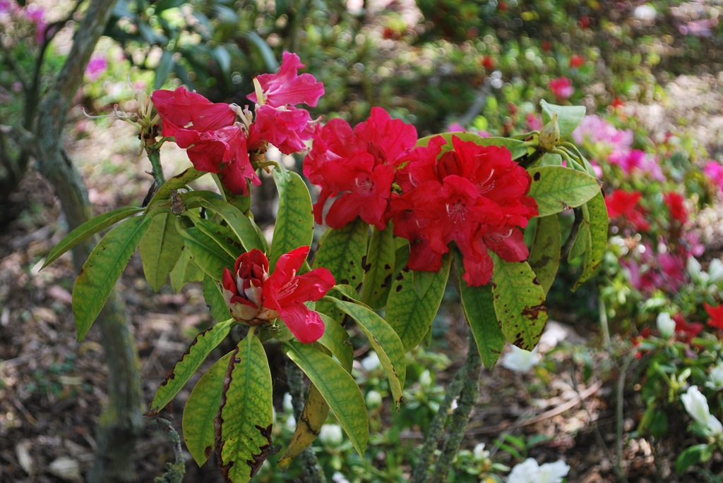 [DSC_0647%255B5%255D.jpg]