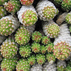 Cape floral kingdom 10.jpg