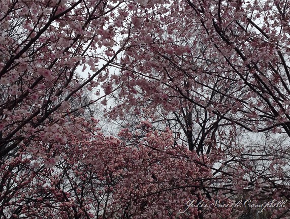 Cherry Blossoms Washington DC April 2014_edited-1