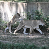 2011-06-03 National Zoo 2011-06-03 National Zoo