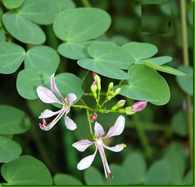 Bauhinia_yunnanensis Bauhinia_yunnanensis
