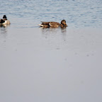 IMG_0979.JPG