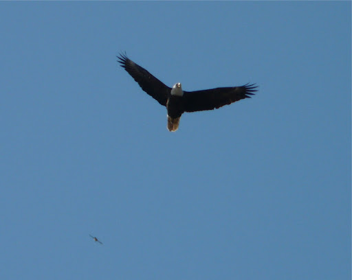 One of the stars of the day - adult Bald Eagle flying right over us!!!