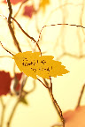Then ask each guest to write what they are thankful for on a leaf. Then ask each guest to write what they are thankful for on a leaf.