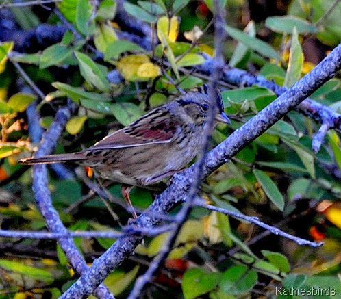 4. swamp sparrow-kab