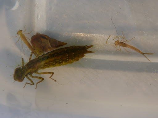 Dragonfly+nymph+pictures