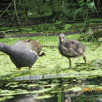 IMG_0978.JPG