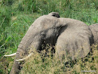 Murchison Falls Nationalpark