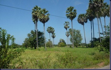 P1100020 P1100020
