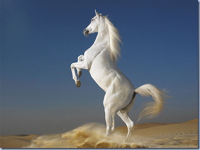 White_Horse_-_best_computer_backgrounds