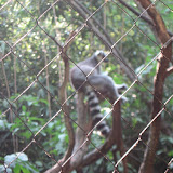 A ring tailed lemur at the Nashville Zoo 09032011
