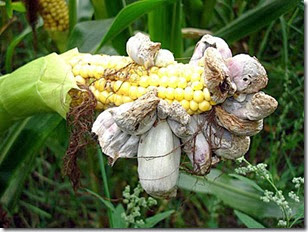 corn-smut