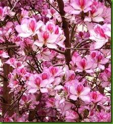 Bauhinia_variegata Bauhinia_variegata