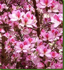 Bauhinia_variegata