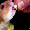 Hammy_Video-Capture_050.BMP.jpg