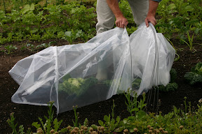 Easy Poly Tunnel - pegs in as you go along