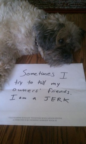 [dog-shaming-bad-18%255B2%255D.jpg]