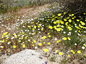 Desert Dandelions (yellow) and Desert Pincushion (white) blanket Indian valley