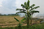 Burning the rice fields, Rio Mayo Valley, Peru.