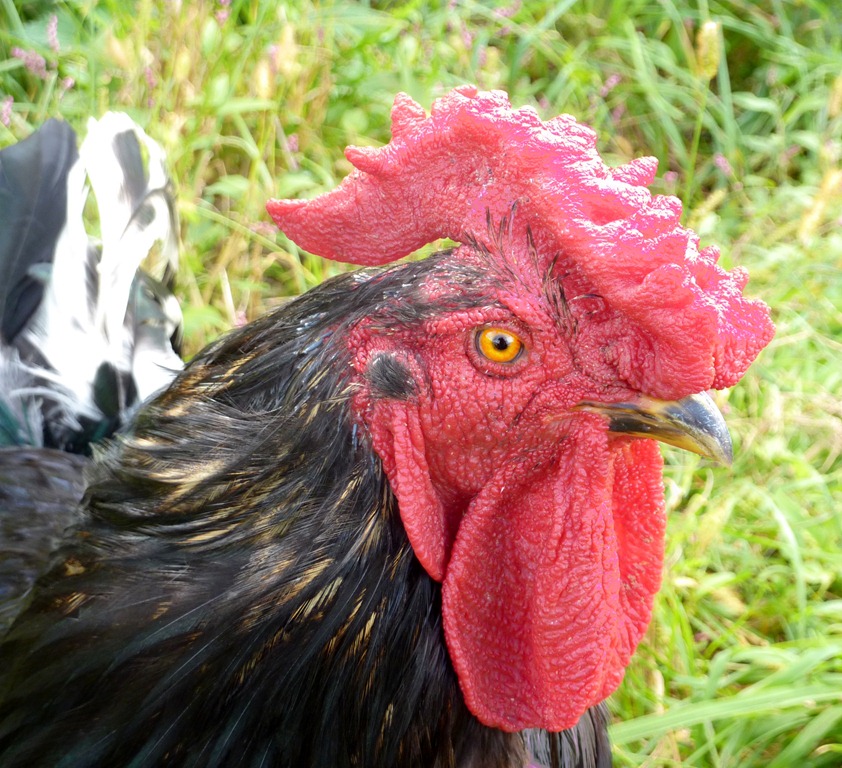 [rooster%2520portrait.jpg]