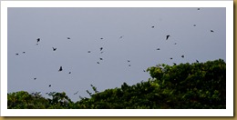 b Tree Swallow SwarmD7K_2529 August 06, 2011 NIKON D7000