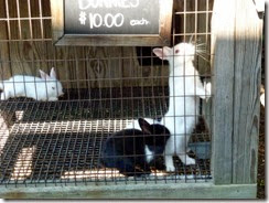 Cute bunnies for sell
