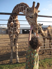 IMG_8661 IMG_8661