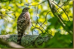 Cooper's Hawk - Accipter cooperii