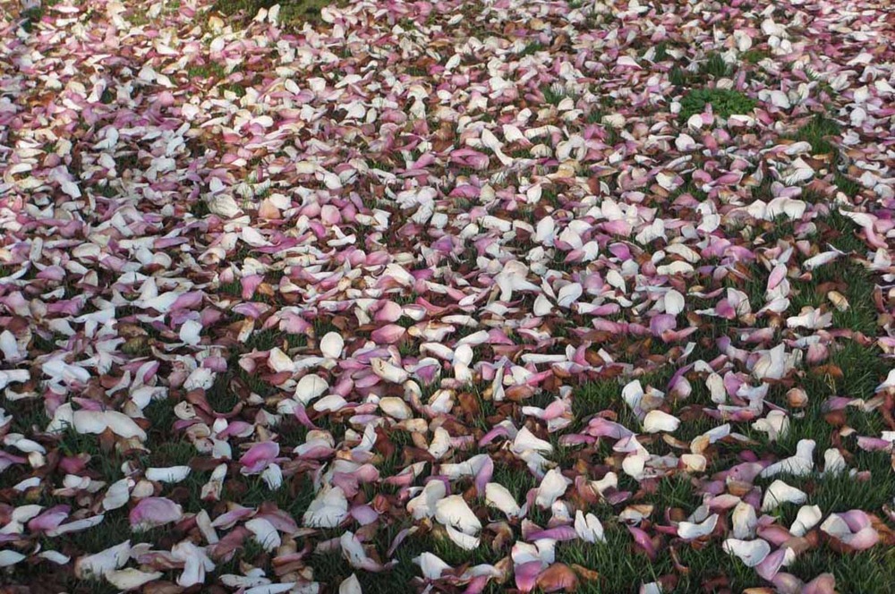[pink%2520trees%2520%25289%2529%255B3%255D.jpg]