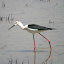 Pernilongo (Himantopus himantopus) Pernilongo (Himantopus himantopus)