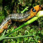 Oleander Hawk-moth caterpillar (later instar)