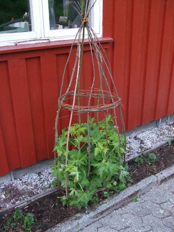 [DSCF0943%255B3%255D.jpg]