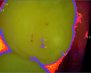 spec.jpg