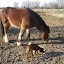 Chevaux qui vivent aux parc chez RandOkla