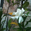 Gardenia
